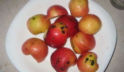 зефир по госту