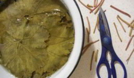 армянская долма из виноградных листьев