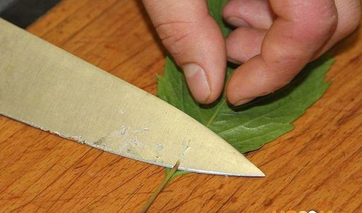 грузинская долма