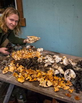 Грибы песочники