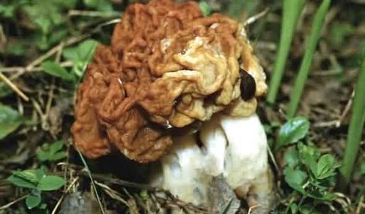 грибы строчки