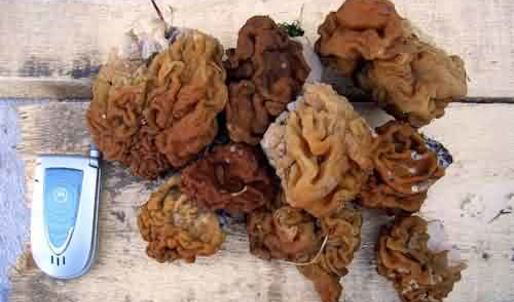 грибы строчки