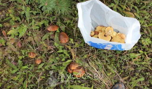 маслята жареные с картошкой