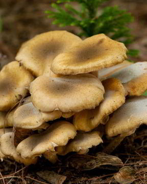 Осенние опята тушенные в сметане