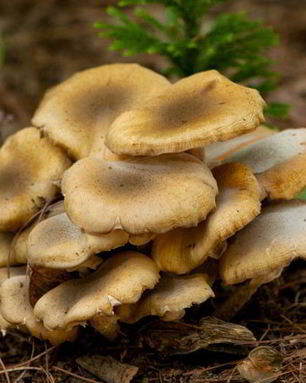 Осенние опята тушенные в сметане