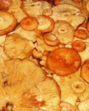 Волнушки жареные