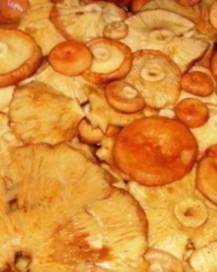 Рецепт волнушек жареных