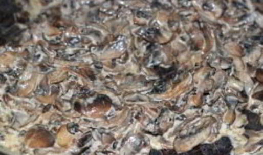 спагетти со сливками и грибами