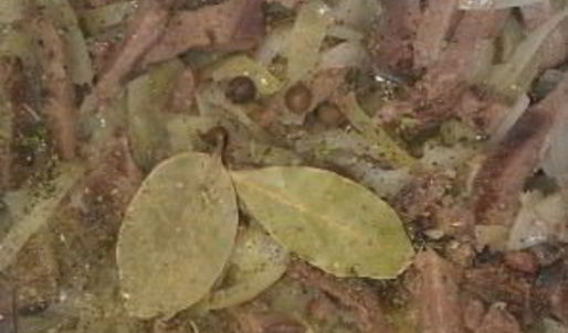 язык, тушенный в сметане