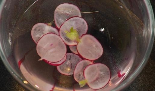 морской гребешок на пюре из цветной капусты