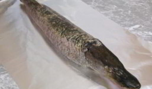 щука фаршированная