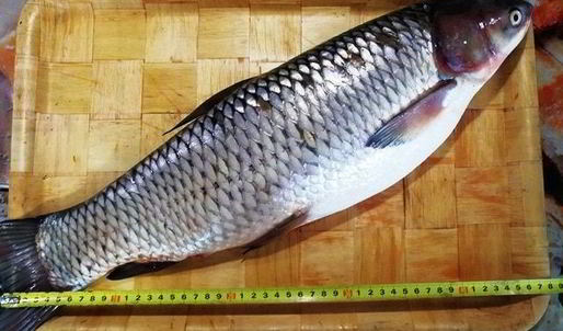 запеченный белый амур с овощами