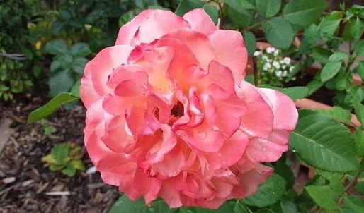 индийские тефтели с чечевицей