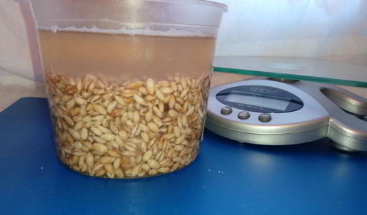 перловая каша