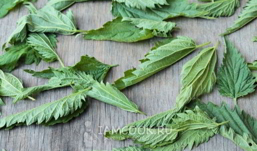 чай из крапивы
