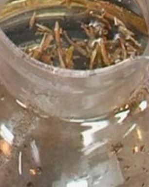 Чай Молочный улун