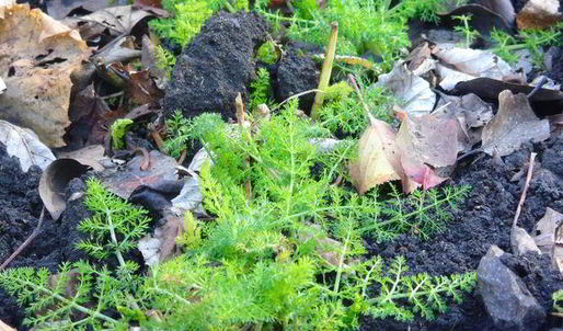 клубнично-смородиновый чай с фенхелем