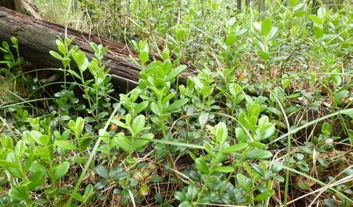 копорский чай с травами