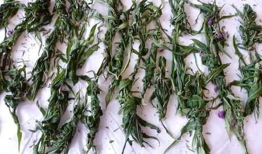 копорский чай с травами