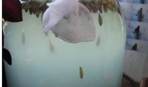 квас из овса