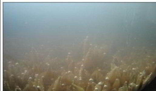 квас из овса