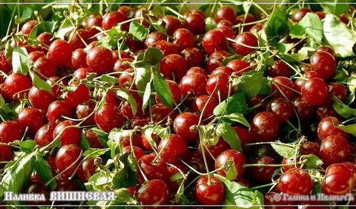 вишневая наливка