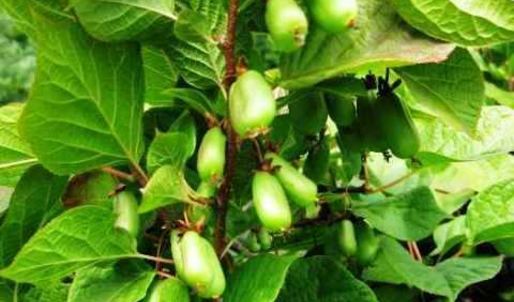 коктейль фруктовый смузи