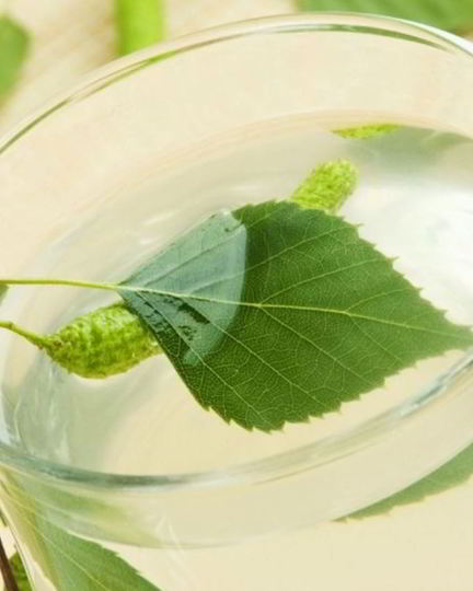 Рецепт вина из березового сока