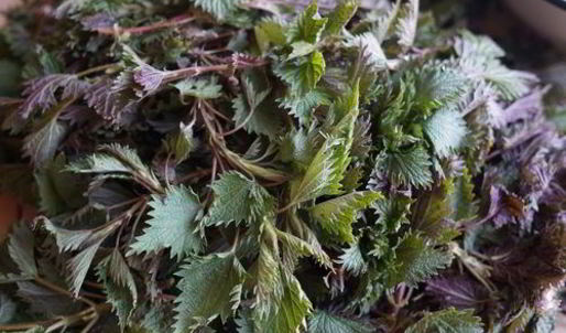 зеленый борщ с крапивой