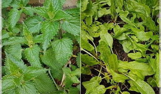 щи с крапивой, щавелем и говяжьими ребрышками