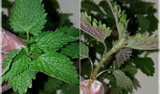 щи с крапивой, щавелем и говяжьими ребрышками