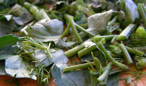 щи суточные