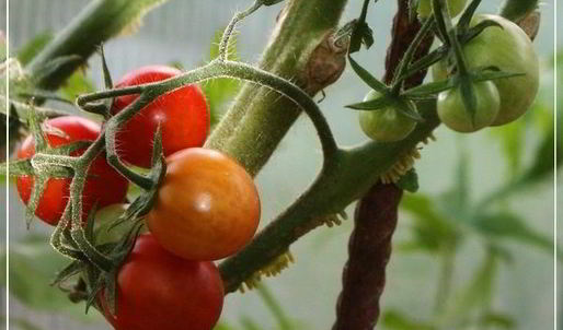 суп мастава с фрикадельками