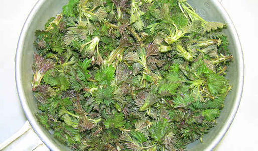 суп весенний с крапивой