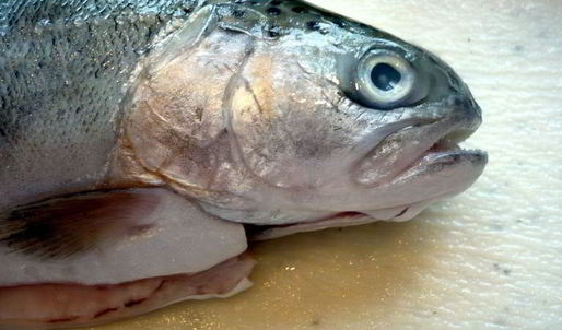 средиземноморская уха с гриссини жил отважный капитан