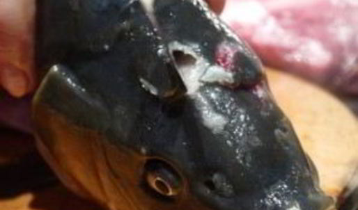 уха из головы сазана