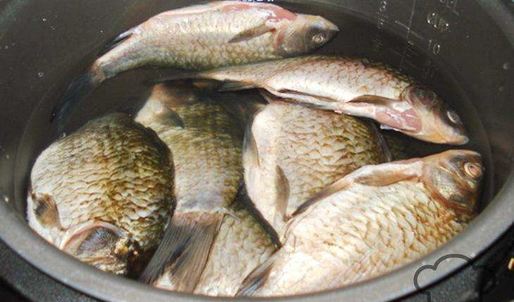 уха из карасей