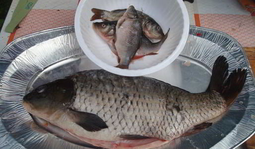 уха из карпа по-царски