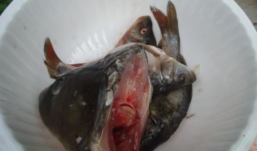 уха из карпа по-царски