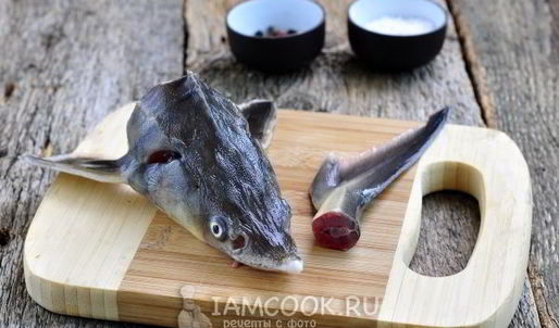 уха из стерляди