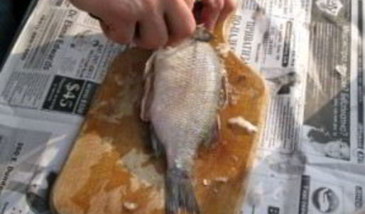 уха на природе