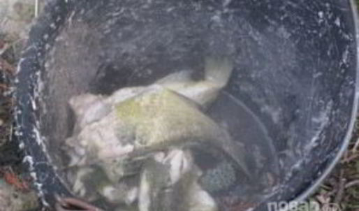 уха на природе