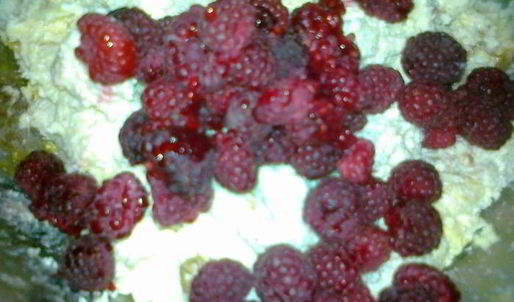 малиновый чизкейк