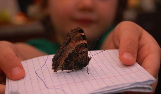 шоколадное печенье с тимьяном