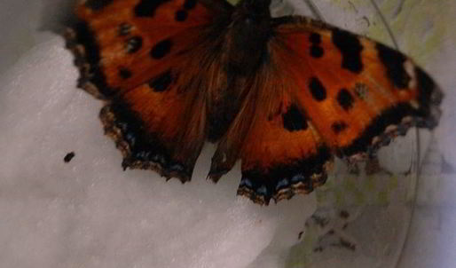 шоколадное печенье с тимьяном