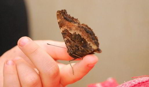 шоколадное печенье с тимьяном