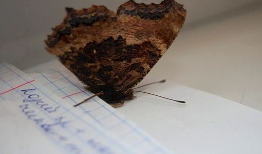 шоколадное печенье с тимьяном