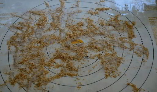 рулетики с золотистым кунжутом