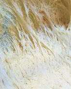 Медовое дрожжевое тесто