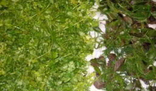 аджика без варки